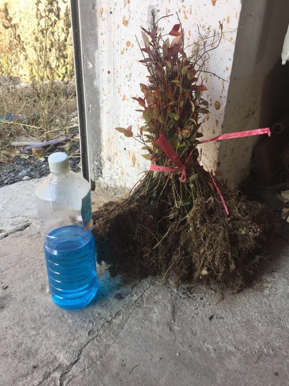 吉林_五味子苗價(jià)格，藥材苗北五味子苗基地直銷